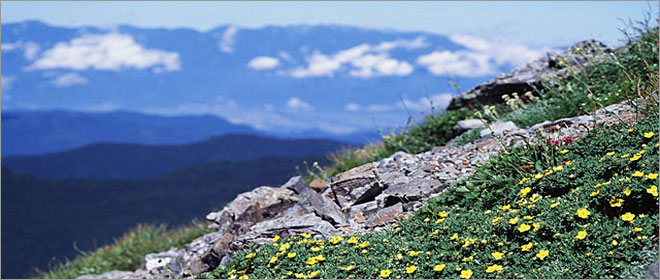 山に咲く花